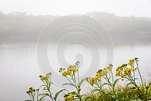 Yellow Wildflowers on Lake Rausu Trail