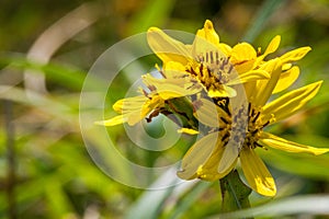 Yellow Wildflowers Ligularia hodgsonii in Sunlight on Rebun Is photo