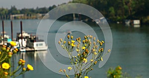 Yellow wildflowers on a river levee with a marina and boats in the background