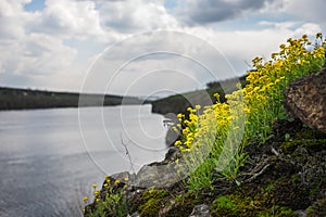 Yellow wildflowers on a rocky hill above the river