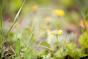 Yellow Wildflowers in Rocky Mountain National Park