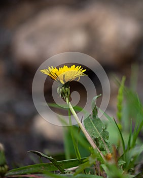 Yellow Wildflowers in Rocky Mountain National Park