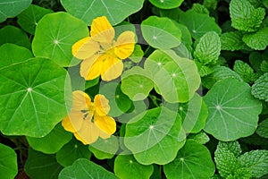 Yellow wildflowers in shrubs