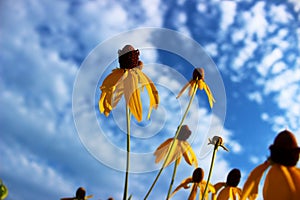 Yellow wildflowers with sky background