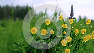 Yellow wildflowers sway in the wind in cloudy weather on a meadow in the afternoon against a background of green grass