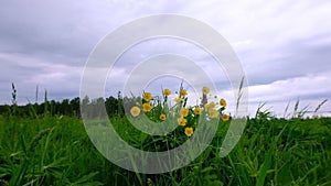Yellow wildflowers sway in the wind in cloudy weather on a meadow in the afternoon against a background of green grass