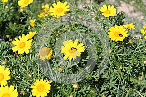 Yellow wildflowers and three bugs