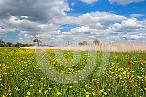 Yellow wildflowers and windmill