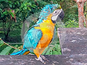 Yellow wildlife macaw in the brazilian rain forest photo