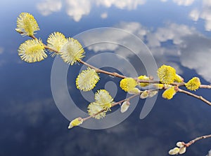 Yellow willow flower buds against a blue lake, with reflection of white clouds