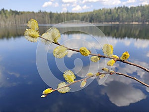 Yellow willow flower buds against a blue lake, with reflection of white clouds