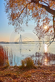 The yellow willow foliage against Pivnichnyi Bridge on Dnieper River, Kyiv, Ukraine