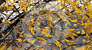 Yellow willow leaves  at Sammamish Landing