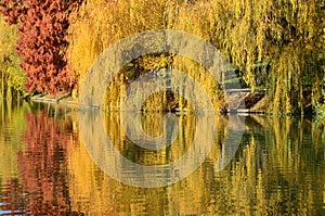 Yellow willow tree reflected in water