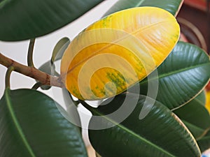 Yellow wilted leaf on green rubber ficus plant Ficus elastica, Assam rubber, Indian rubber tree , houseplants life cycle