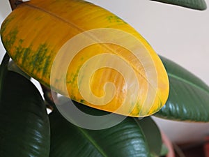 Yellow wilted leaf on green rubber ficus plant Ficus elastica, Assam rubber, Indian rubber tree , houseplants life cycle