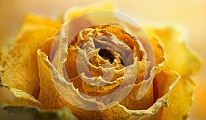Yellow wilted rose flower close-up. Retro background in the style of gothic, grunge, steampunk. Close-up photo of a dried rose