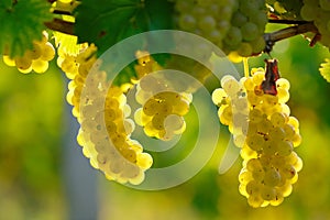 Yellow Wine Grape