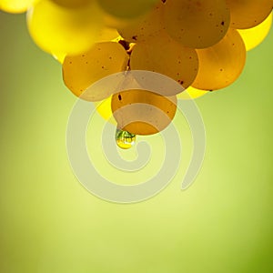 Yellow Wine Grape With Dew Drop