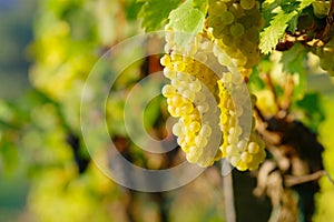 Yellow Wine Grape