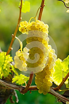 Yellow Wine Grape photo