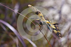 Yellow wing dragonfly