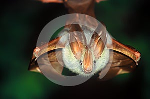 Yellow-winged bat in Kenya