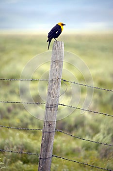 Yellow-winged black bird on fence rail, near Lakeview Montana in spring