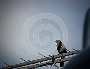 A Yellow-winged blackbird Sargento bird photo