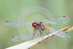 Yellow-winged darter, Sympetrum flaveolum