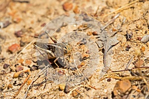 Yellow-winged Locust, brown grasshopper. Grassland locust in Australia