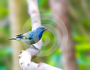 Yellow Winged Tanager perched on a tree