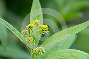 Yellow Wingstem Verbesina alternifolia, cluster of buds