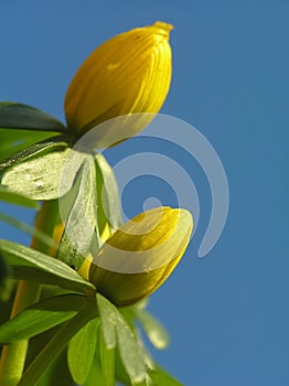 Yellow winter aconite