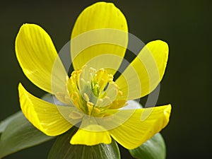 Yellow winter aconite