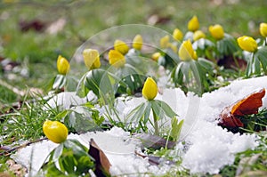 Winter aconite