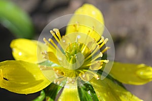 Yellow winter aconite flower with water droplets. Fully opened.