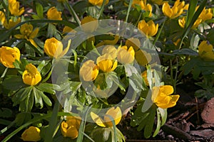 Yellow winter aconite one of the first garden flowers in spring