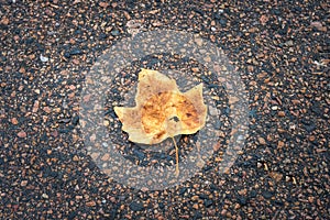 A yellow winter leaf on tarmac. Photo from Lomma Beach, Scania, Sweden