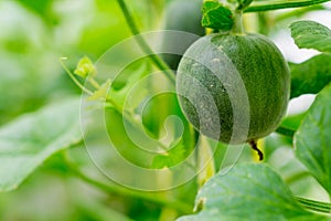 Yellow winter melon flower in farm.