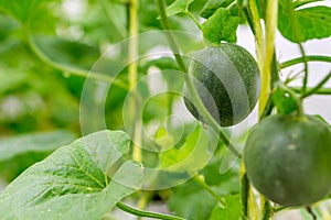 Yellow winter melon flower in farm.