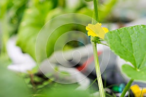 Yellow winter melon flower in farm.