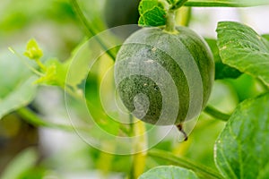 Yellow winter melon flower in farm.