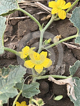 a yellow winter melon flower growing in a patch of dirt