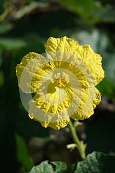 Yellow winter melon flower