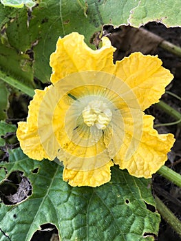 Yellow winter melon flower