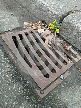 Yellow winter pansy flower growing out of sewer drain pipe