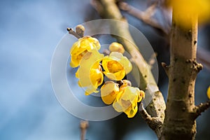 Yellow wintersweet flower