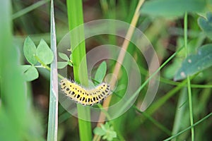 Yellow wit black spots caterpillar of moth narrow-bordered five-spot burnet. Zygaena lonicerae