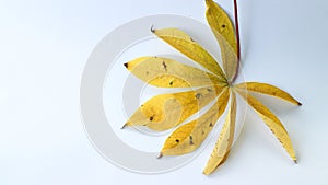 Yellow withered cassava leaves isolated on white background. photo